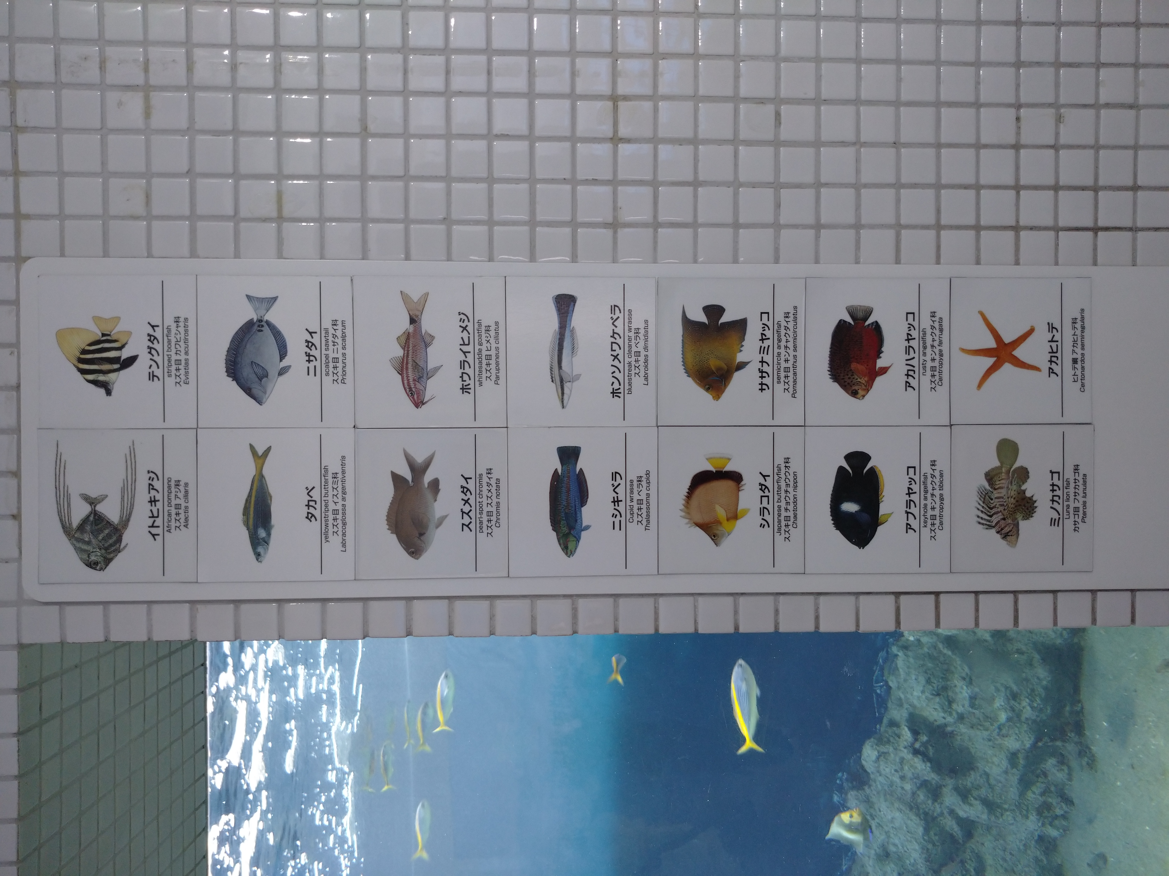 水槽36魚種.jpg