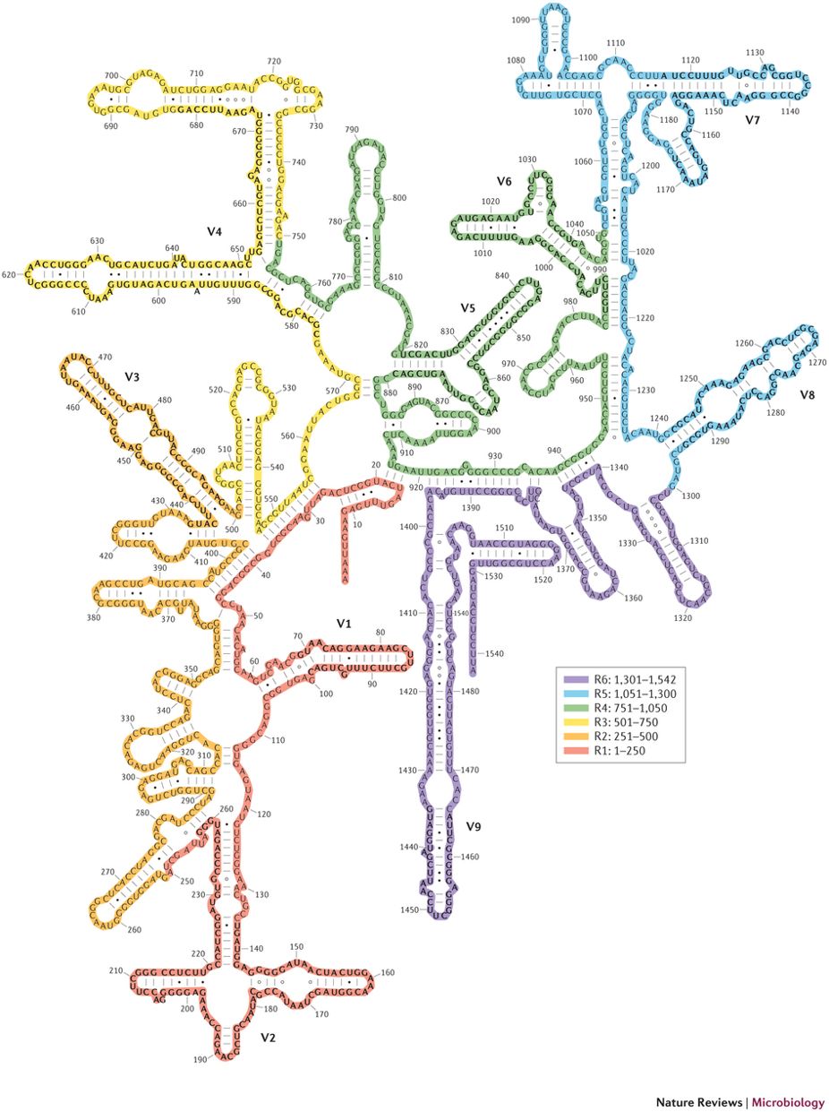 16srrna2d.jpg