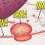 rrna.png